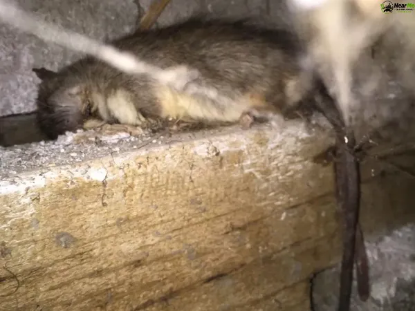 Dead Rat Removal Witheren